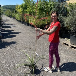 Juka červená (Hesperaloe Parviflora), výška: 50-60 cm , kont. C5L (-20°C)